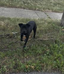 Found/Stray Female Dog last seen Lakeview and Beaconsfield, Detroit, MI 48224