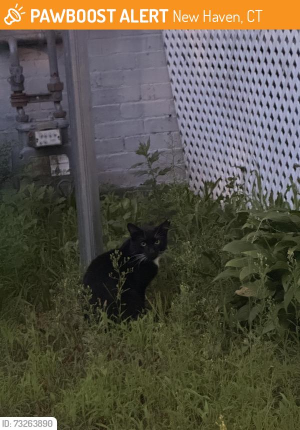 Found/Stray Unknown Cat last seen Near the large purple hse on Howard Avenue, New Haven, CT 06519