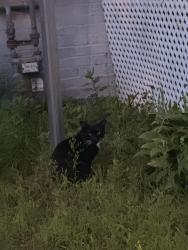 Found/Stray Unknown Cat last seen Near the large purple hse on Howard Avenue, New Haven, CT 06519