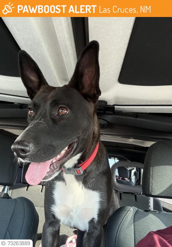 Found/Stray Female Dog last seen Bruin and Motel, Las Cruces, NM 88007
