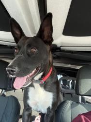 Found/Stray Female Dog last seen Bruin and Motel, Las Cruces, NM 88007