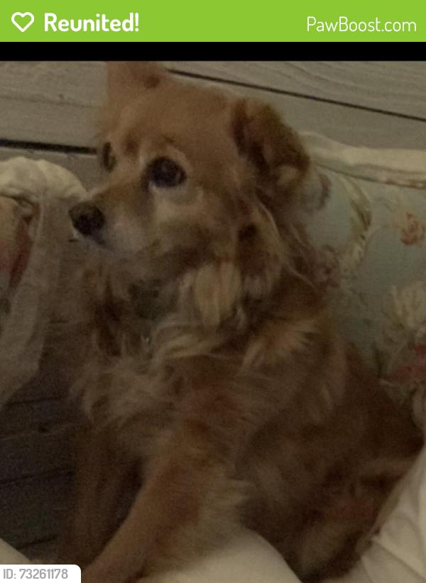Reunited Female Dog last seen Garrison & Mississippi, Lakewood, CO 80232
