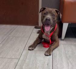 Found/Stray Male Dog last seen Chandler blvd and Alma school, Chandler, AZ 85224