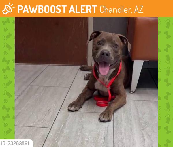 Found/Stray Male Dog last seen Chandler blvd and Alma school, Chandler, AZ 85224