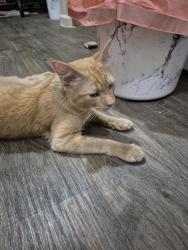 Found/Stray Male Cat last seen Bartow, next to Charm City restaurant, Bartow, FL 33830