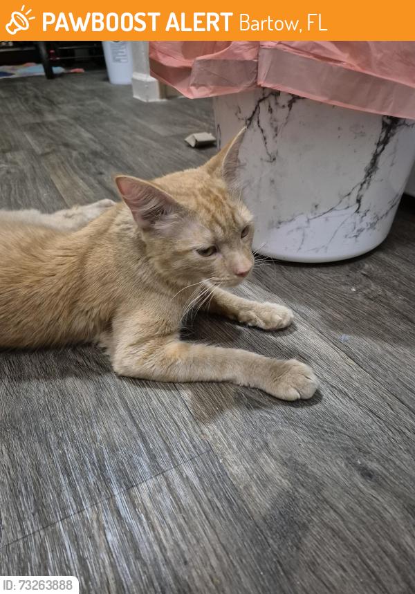 Found/Stray Male Cat last seen Bartow, next to Charm City restaurant, Bartow, FL 33830