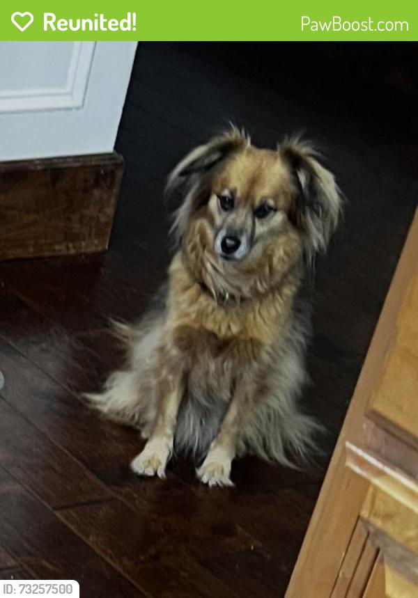Reunited Male Dog last seen Dudley avenue, Georgetown, KY 40324
