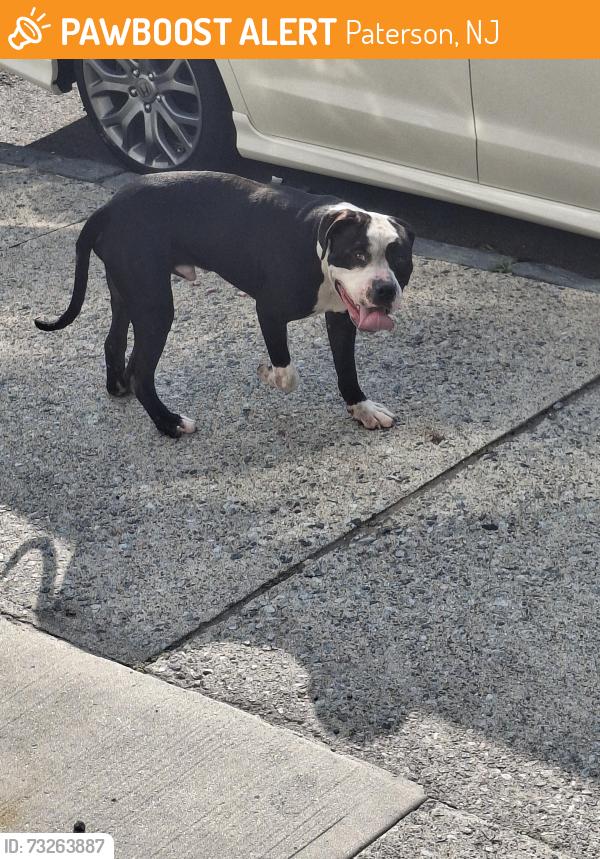 Found/Stray Male Dog last seen RIVER STREET & MAY STREET, Paterson, NJ 07505