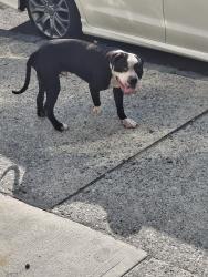Found/Stray Male Dog last seen RIVER STREET & MAY STREET, Paterson, NJ 07505