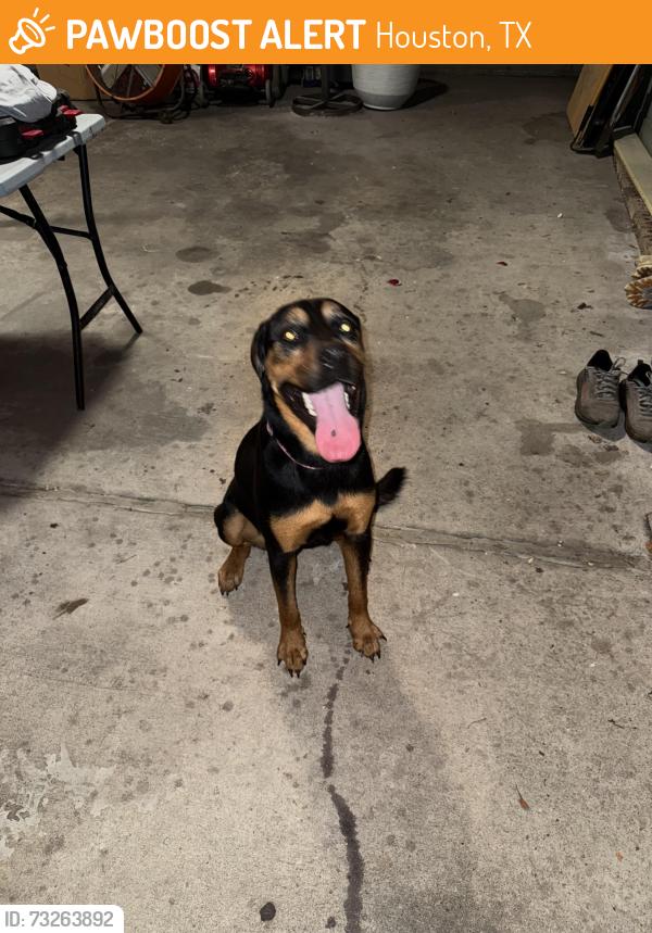 Found/Stray Female Dog last seen Harland Drive and Amelia, Houston, TX 77055