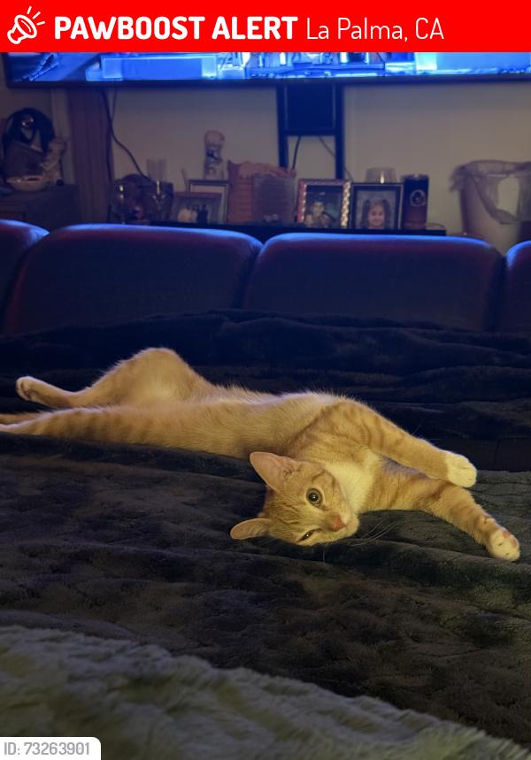 Lost Female Cat last seen walker and conifer dr, La Palma, CA 90623