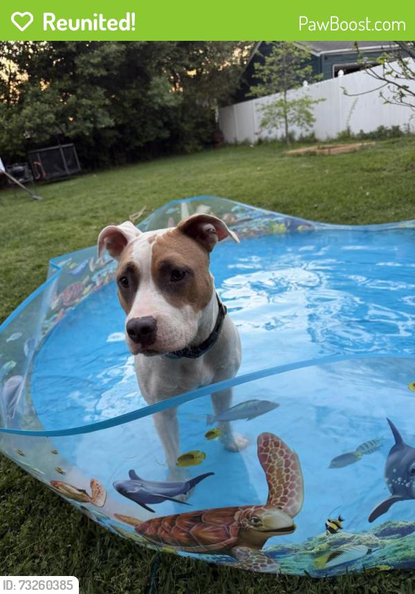 Reunited Female Dog last seen Raleigh Avenue, Birmingham, AL 35209