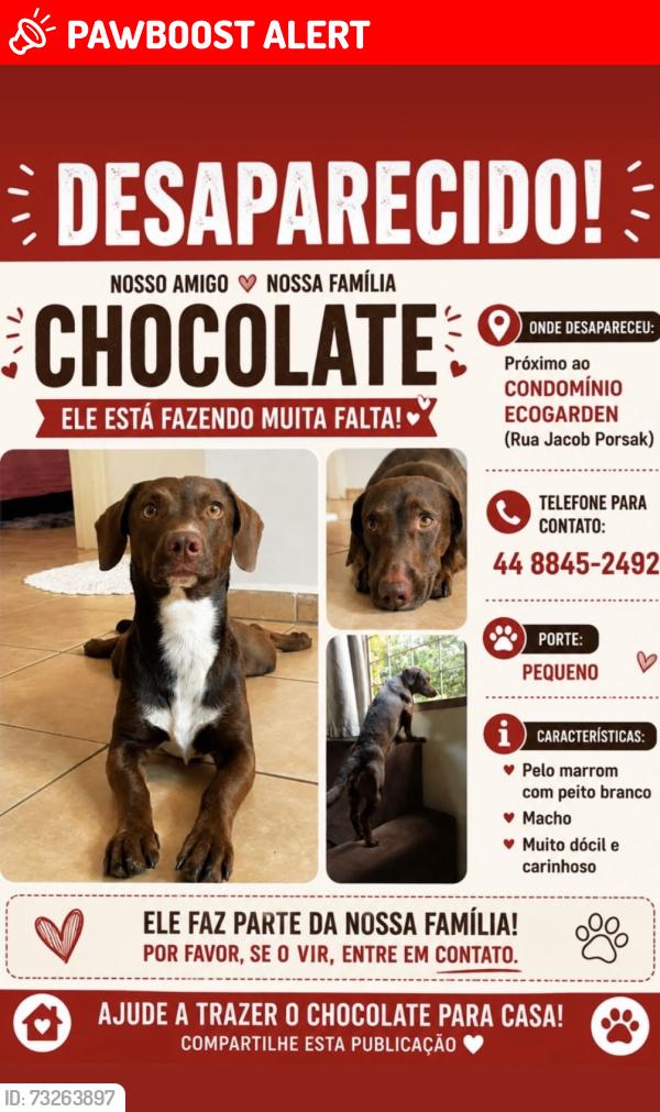Lost Male Dog last seen Jacob porsak chácaras aeroporto, Chácaras Aeroporto, PR 87053-360