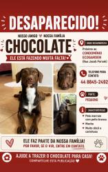 Lost Male Dog last seen Jacob porsak chácaras aeroporto, Chácaras Aeroporto, PR 87053-360
