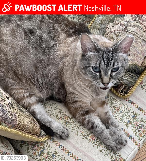 Lost Female Cat last seen Long Meadow, Nashville, TN 37205
