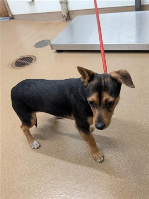 Shelter Stray Male Dog last seen BALERO, 16 Barnes Ct, Hayward, CA 94544, USA
