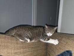 Reunited Male Cat last seen Hill st and Escalon Dr in Oxnard, Oxnard, CA 93035