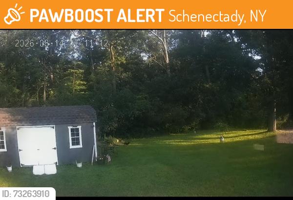 Found/Stray Unknown Dog last seen Rosa rd, Schenectady, NY 12309