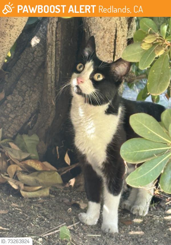 Found/Stray Unknown Cat last seen Corner of cajon and palm ave, Redlands, CA 92373