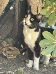 Found/Stray Unknown Cat last seen Corner of cajon and palm ave, Redlands, CA 92373