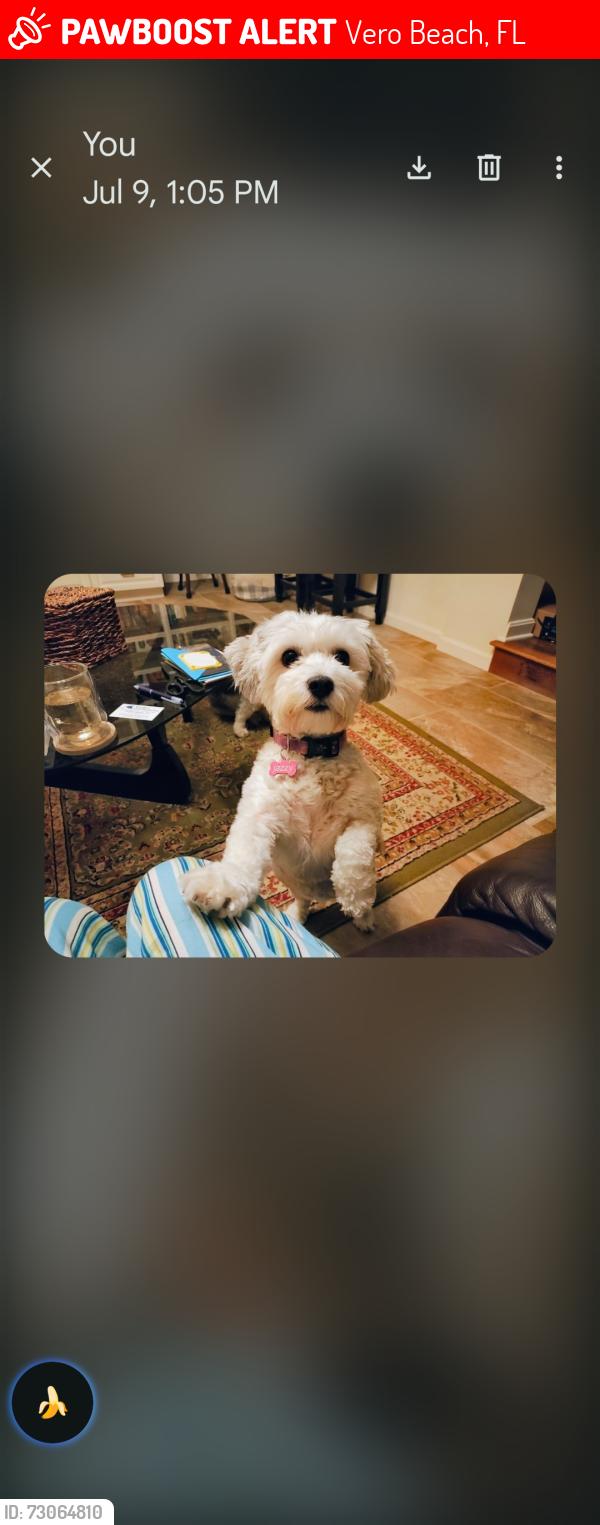 Lost Female Dog last seen Maschmeyer Concrete off 69th Street Vero Beach, Vero Beach, FL 32961