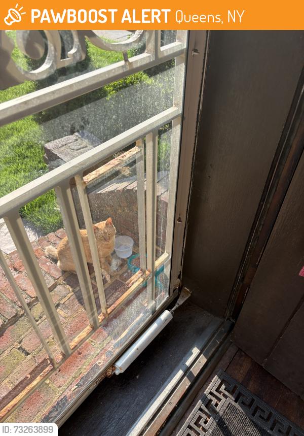 Found/Stray Unknown Cat last seen Little Neck Parkway, Queens, NY 11001