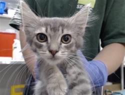 Shelter Stray Female Cat last seen PALOU / FELTON ST, 1419 Bryant St, San Francisco, CA 94103, USA