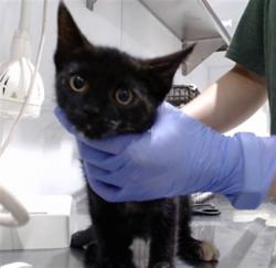 Shelter Stray Female Cat last seen PALOU / FELTON ST, 1419 Bryant St, San Francisco, CA 94103, USA