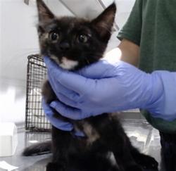 Shelter Stray Female Cat last seen PALOU / FELTON ST, 1419 Bryant St, San Francisco, CA 94103, USA
