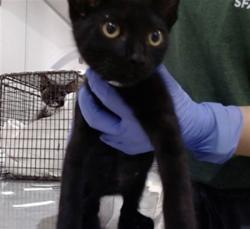 Shelter Stray Male Cat last seen PALOU / FELTON ST, 1419 Bryant St, San Francisco, CA 94103, USA