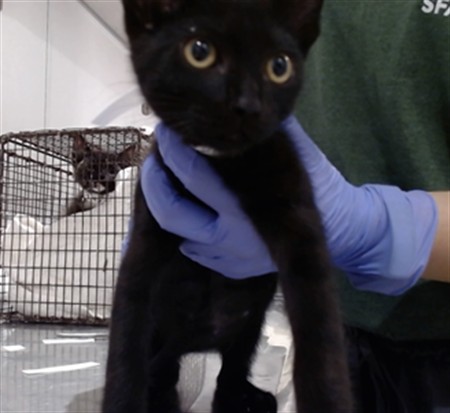 Shelter Stray Male Cat last seen PALOU / FELTON ST, 1419 Bryant St, San Francisco, CA 94103, USA