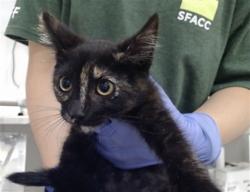 Shelter Stray Female Cat last seen PALOU / FELTON ST, 1419 Bryant St, San Francisco, CA 94103, USA