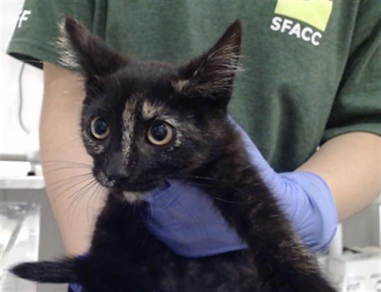 Shelter Stray Female Cat last seen PALOU / FELTON ST, 1419 Bryant St, San Francisco, CA 94103, USA