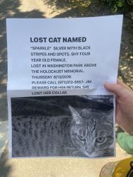 Lost Female Cat last seen Holocaust memorial, Portland, OR 97205