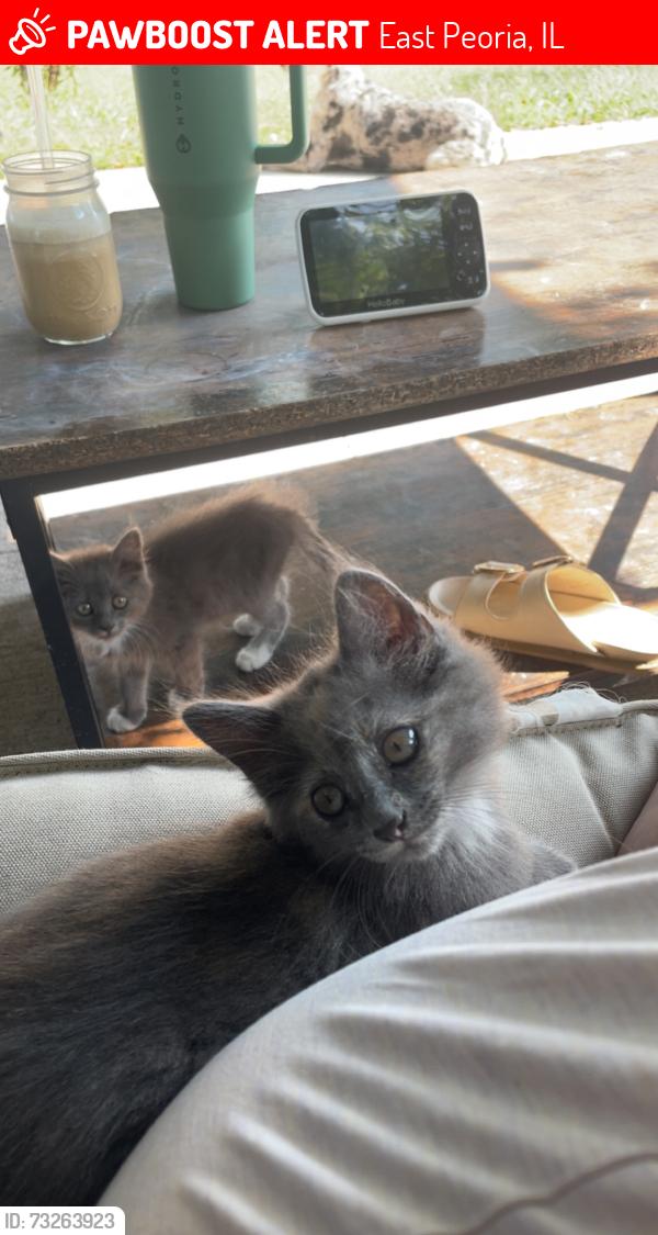 Lost Female Cat last seen Texas roadhouse, East Peoria, IL 61610
