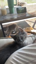 Lost Female Cat last seen Texas roadhouse, East Peoria, IL 61610