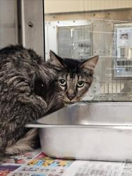 Shelter Stray Male Cat last seen Near BLOCK E MACARTHUR RD, WICHITA KS 67216, 3303 N Hillside St, Wichita, KS 67219, USA