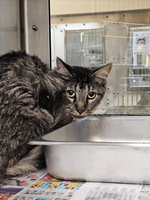 Shelter Stray Male Cat last seen Near BLOCK E MACARTHUR RD, WICHITA KS 67216, 3303 N Hillside St, Wichita, KS 67219, USA