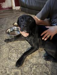 Found/Stray Female Dog last seen Near Dongola next to Horry electric power plant, Conway, SC 29527