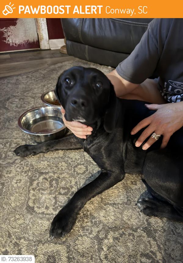 Found/Stray Female Dog last seen Near Dongola next to Horry electric power plant, Conway, SC 29527