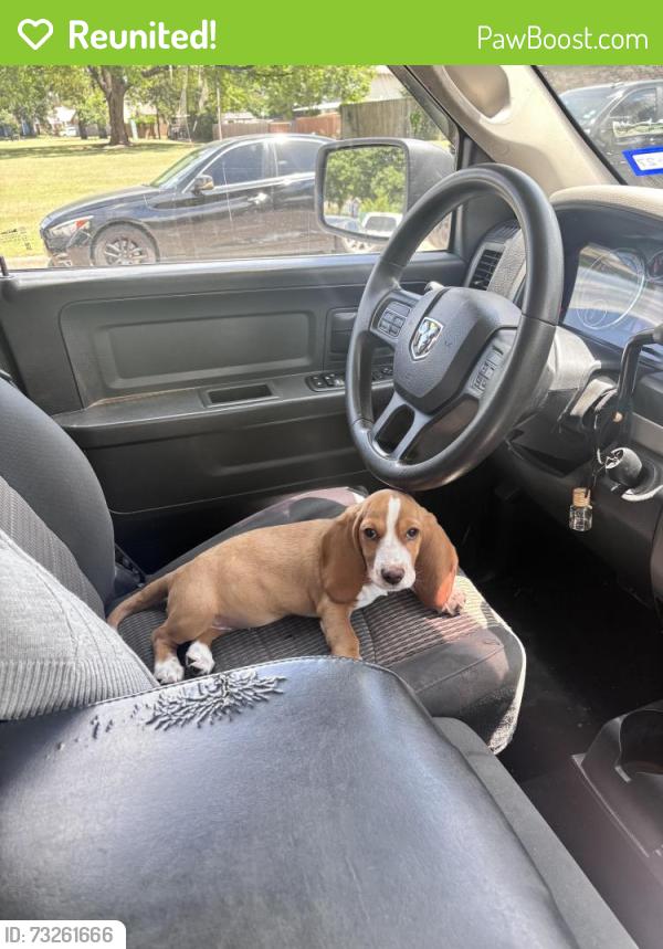 Reunited Female Dog last seen Kensington Park, Dallas, TX 75217