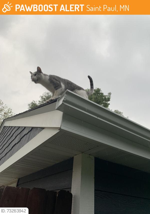 Found/Stray Unknown Cat last seen Chelsea Heights Elementary School, Saint Paul, MN 55108