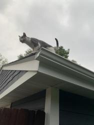 Found/Stray Unknown Cat last seen Chelsea Heights Elementary School, Saint Paul, MN 55108
