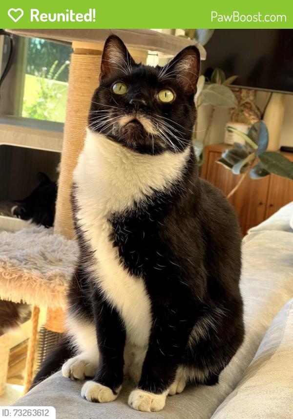 Reunited Male Cat last seen Murcia Ct, La Jolla, San Diego, CA 92037