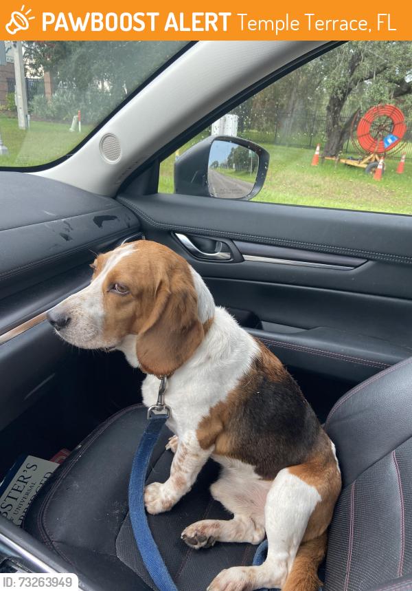 Found/Stray Male Dog last seen Gillette and Whiteway, Temple Terrace, FL 33617