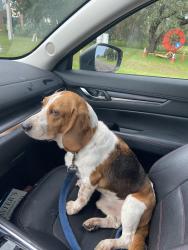 Found/Stray Male Dog last seen Gillette and Whiteway, Temple Terrace, FL 33617