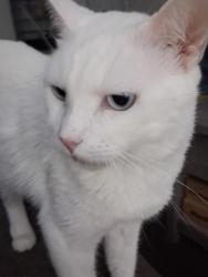 Reunited Male Cat last seen Seaford, fuqua, kingspoint, Houston, TX 77089