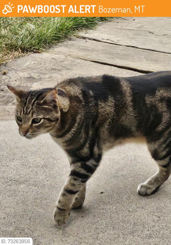 Found/Stray Unknown Cat last seen Sourdough Trail, Bozeman, MT 59715