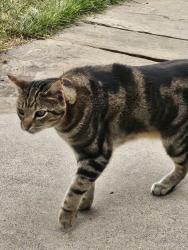 Found/Stray Unknown Cat last seen Sourdough Trail, Bozeman, MT 59715