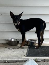 Reunited Unknown Dog last seen Near my old hse, Monroe County, TN 37354